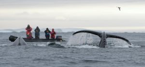 Hunting Humpback Whales the friendly way