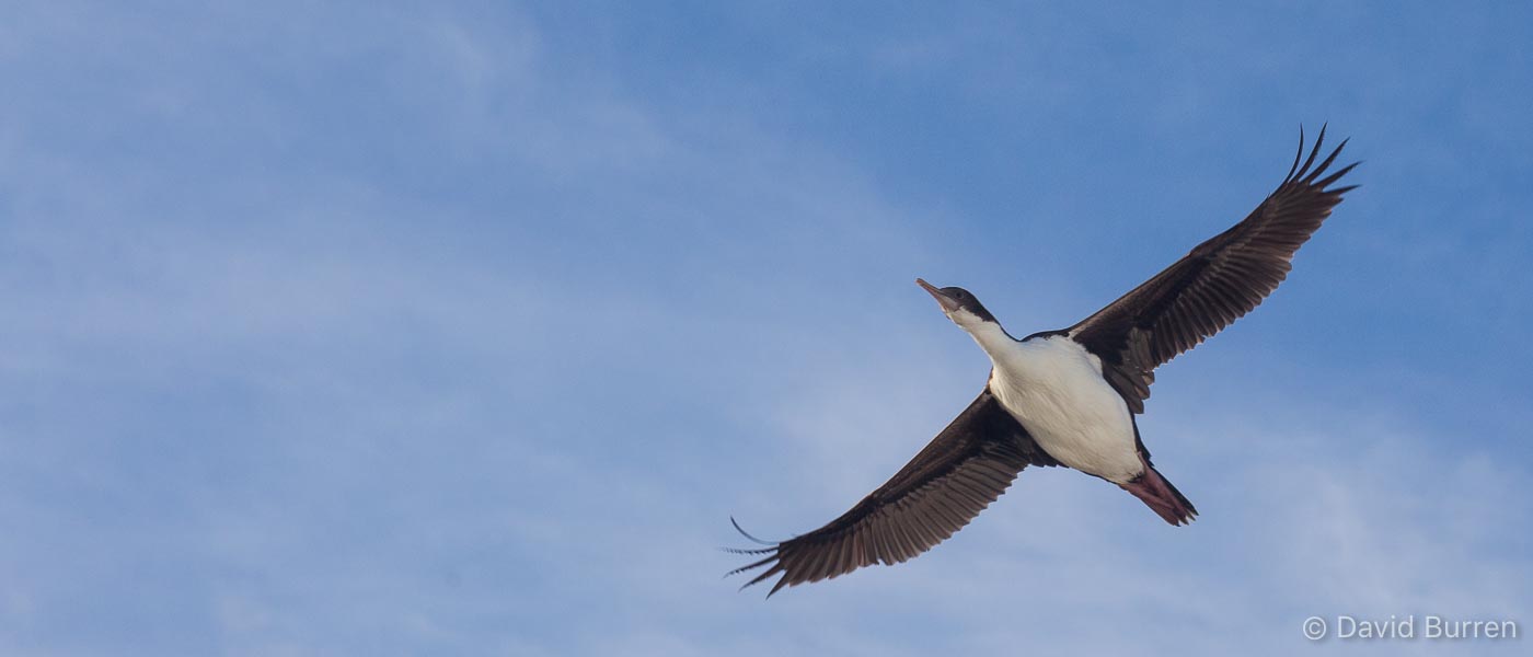 Cormorant flying in blue sky